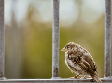 Jak udekorować płot światłami na wakacje